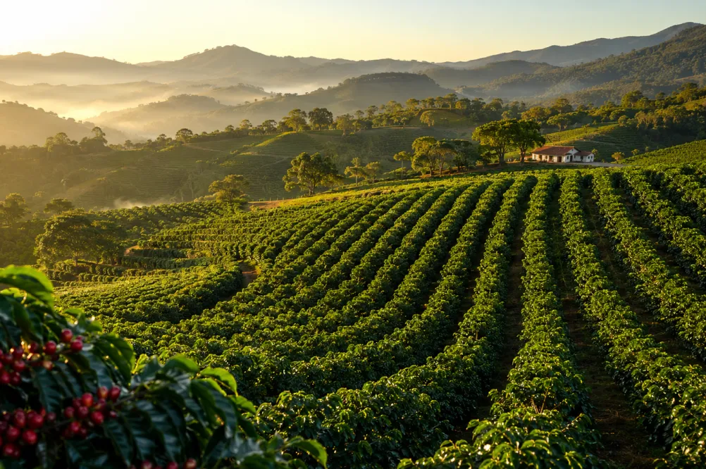 Plantação de café da família Vilela em Macaúbas, distrito de Capitólio, Minas Gerais