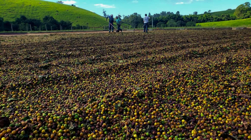 Frutos de café espalhados no terreiro durante a secagem ao sol